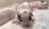 American Staffordshire Terrier Puppies for sale in Philadelphia, Pennsylvania. price: $995