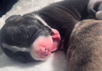American Staffordshire Terrier Puppies for sale in Philadelphia, Pennsylvania. price: $995