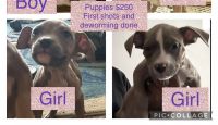 American Staffordshire Terrier Puppies for sale in Washington, DC, USA. price: $250