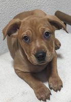 American Staffordshire Terrier Puppies for sale in Phoenix, Arizona. price: $600