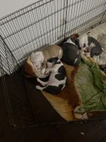 American Staffordshire Terrier Puppies for sale in Newport, North Carolina. price: $550