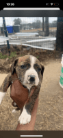American Staffordshire Terrier Puppies for sale in suffolk, Virginia. price: $250,300