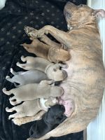 American Staffordshire Terrier Puppies for sale in Baltimore, Maryland. price: $1,000
