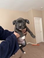 American Staffordshire Terrier Puppies for sale in Las Vegas, Nevada. price: $300