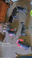 American Staffordshire Terrier Puppies for sale in Newark Valley, New York. price: $350