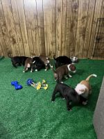 American Staffordshire Terrier Puppies for sale in Henderson, NC, USA. price: $300