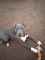American Staffordshire Terrier Puppies for sale in Taylor, Michigan. price: $100