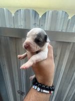 American Staffordshire Terrier Puppies for sale in Hialeah, Florida. price: $800