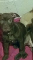 American Staffordshire Terrier Puppies for sale in Redford Charter Twp, MI, USA. price: NA
