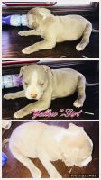 American Staffordshire Terrier Puppies for sale in Fridley, MN, USA. price: NA