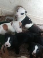 American Staffordshire Terrier Puppies for sale in Elizabethtown, KY, USA. price: NA