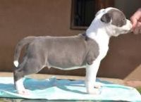 American Staffordshire Terrier Puppies for sale in Vineland, NJ, USA. price: NA