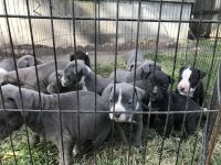 American Staffordshire Terrier Puppies for sale in Toledo, OH, USA. price: NA
