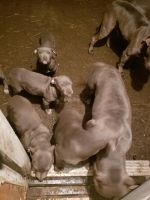 American Staffordshire Terrier Puppies for sale in Detroit, MI, USA. price: NA