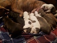 American Staffordshire Terrier Puppies for sale in Columbus, OH, USA. price: NA