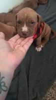 American Staffordshire Terrier Puppies for sale in Amarillo, TX, USA. price: NA