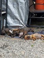 American Staffordshire Terrier Puppies for sale in Estacada, OR, USA. price: NA