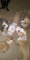 American Staffordshire Terrier Puppies for sale in Albuquerque, NM 87108, USA. price: NA