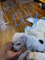 American Staffordshire Terrier Puppies for sale in Oklahoma City, OK, USA. price: NA