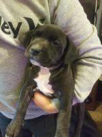 American Staffordshire Terrier Puppies for sale in Tacoma, WA, USA. price: NA
