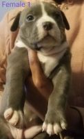 American Staffordshire Terrier Puppies for sale in Gallatin, TN 37066, USA. price: NA