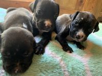 American Staffordshire Terrier Puppies for sale in Lakeland, FL, USA. price: NA