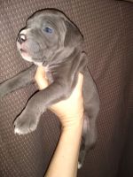 American Staffordshire Terrier Puppies for sale in Cadiz, KY 42211, USA. price: NA