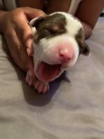 American Staffordshire Terrier Puppies for sale in Greensboro, NC, USA. price: NA