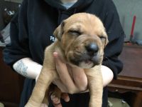 American Staffordshire Terrier Puppies for sale in Lakewood, WA, USA. price: NA