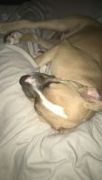 American Staffordshire Terrier Puppies for sale in Bryan, TX, USA. price: NA