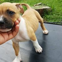 American Staffordshire Terrier Puppies for sale in Alcott St, Alexandria, VA 22309, USA. price: NA