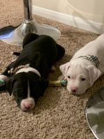 American Staffordshire Terrier Puppies for sale in Houston, TX, USA. price: NA