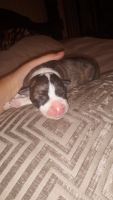 American Staffordshire Terrier Puppies for sale in Perris, CA, USA. price: NA