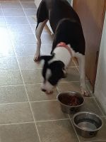 American Staffordshire Terrier Puppies for sale in Stroudsburg, PA 18360, USA. price: NA