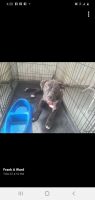 American Staffordshire Terrier Puppies for sale in Pinellas Park, FL, USA. price: NA