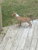 American Staffordshire Terrier Puppies for sale in Atlanta, GA, USA. price: NA
