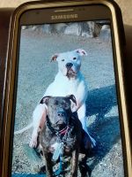 American Staffordshire Terrier Puppies for sale in Tacoma, WA, USA. price: NA