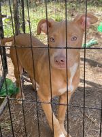 American Staffordshire Terrier Puppies for sale in Atlanta, GA, USA. price: NA