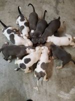 American Staffordshire Terrier Puppies for sale in Baytown, TX, USA. price: NA