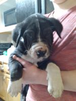 American Staffordshire Terrier Puppies for sale in Orangevale, CA, USA. price: NA