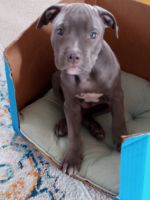 American Staffordshire Terrier Puppies for sale in Nashville, TN, USA. price: NA