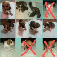 American Staffordshire Terrier Puppies for sale in Raymondville, MO, USA. price: NA