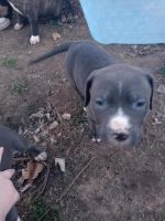American Staffordshire Terrier Puppies for sale in Shawnee, OK, USA. price: NA