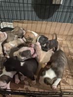 American Staffordshire Terrier Puppies for sale in Lithonia, GA 30058, USA. price: NA