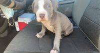 American Staffordshire Terrier Puppies for sale in Shawnee, OK 74804, USA. price: NA
