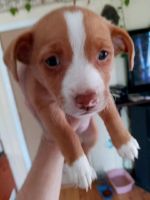 American Staffordshire Terrier Puppies for sale in Mishawaka, IN, USA. price: NA