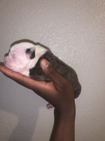 American Staffordshire Terrier Puppies for sale in 7400 W Arrowhead Clubhouse Dr, Glendale, AZ 85308, USA. price: NA