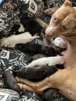 American Staffordshire Terrier Puppies for sale in Detroit, MI, USA. price: NA
