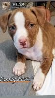 American Staffordshire Terrier Puppies for sale in Buffalo Lake, MN 55314, USA. price: NA