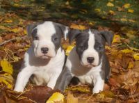 American Staffordshire Terrier Puppies for sale in San Antonio, TX, USA. price: NA